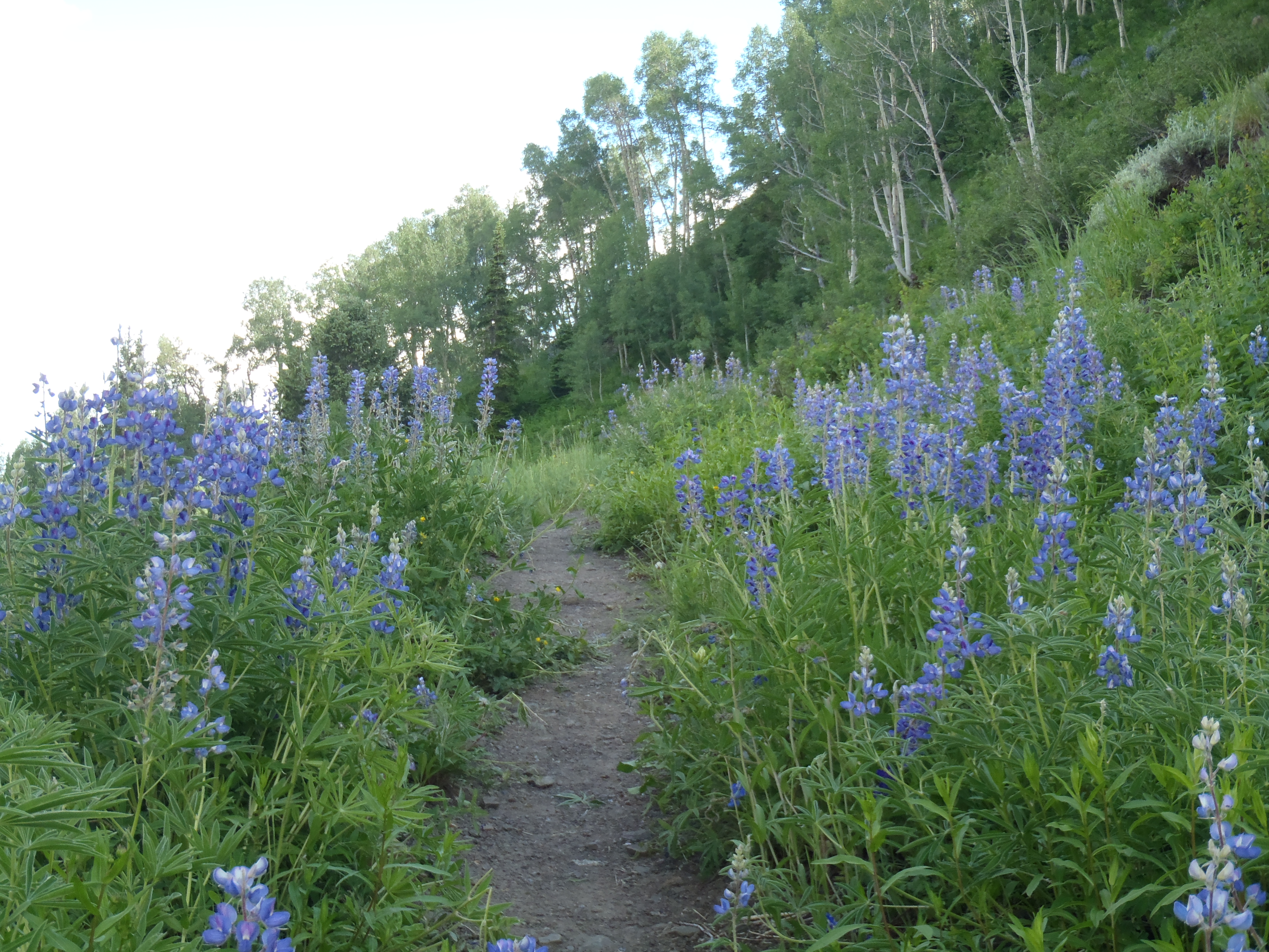 Hike to Meridian Lake 