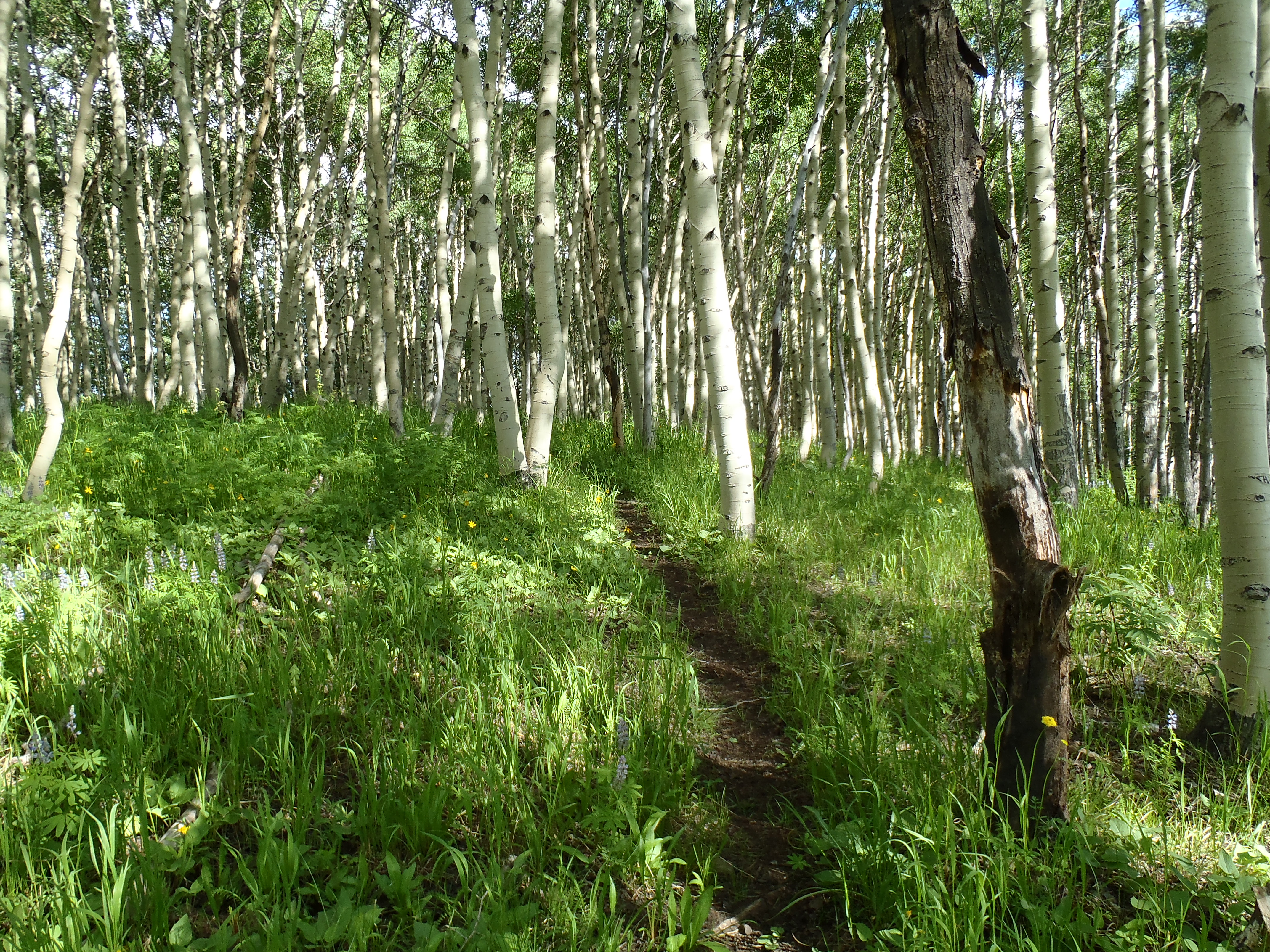 Hike to Meridian Lake 