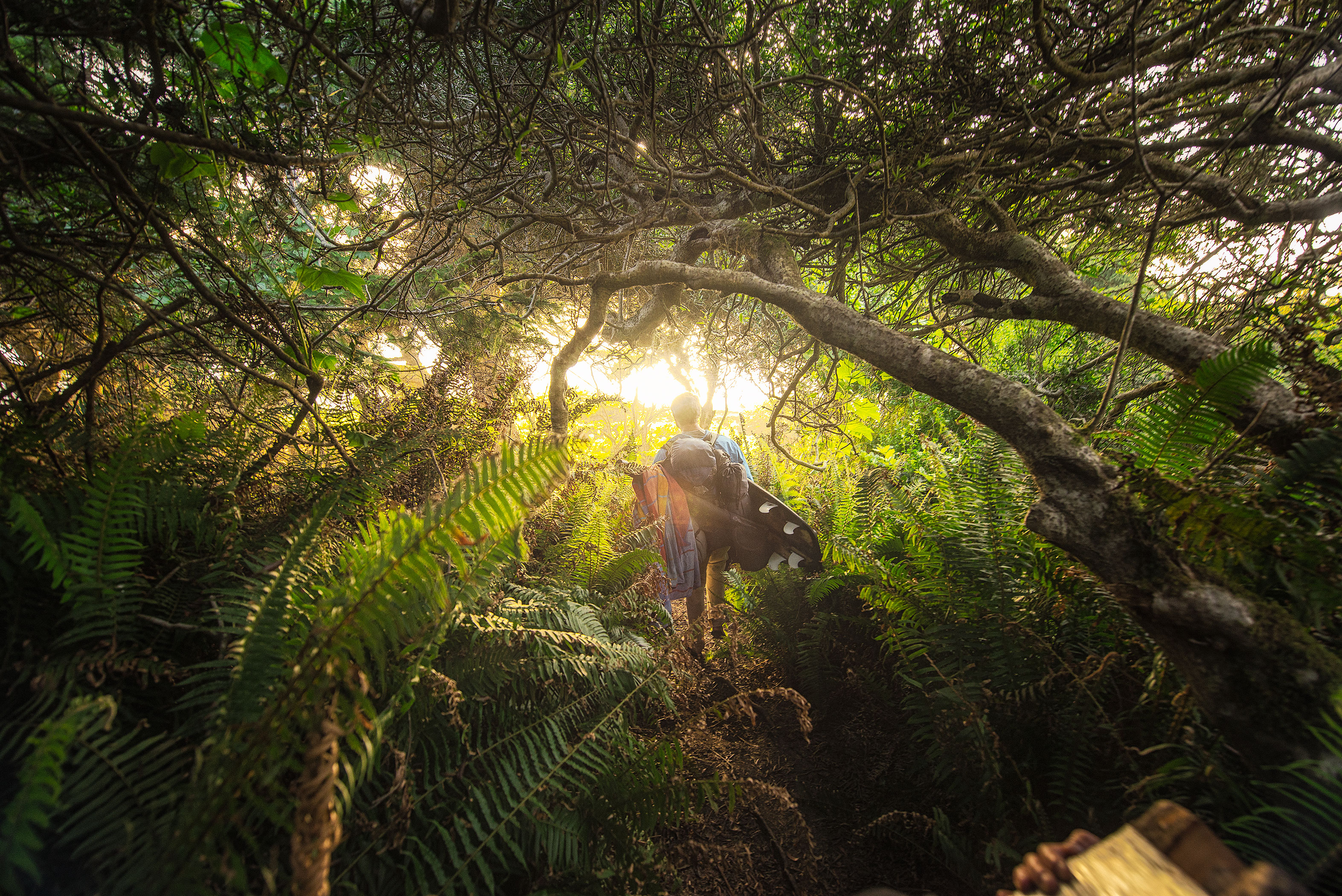 Tall Trees Grove, Redwood Creek, Emerald Ridge Loop