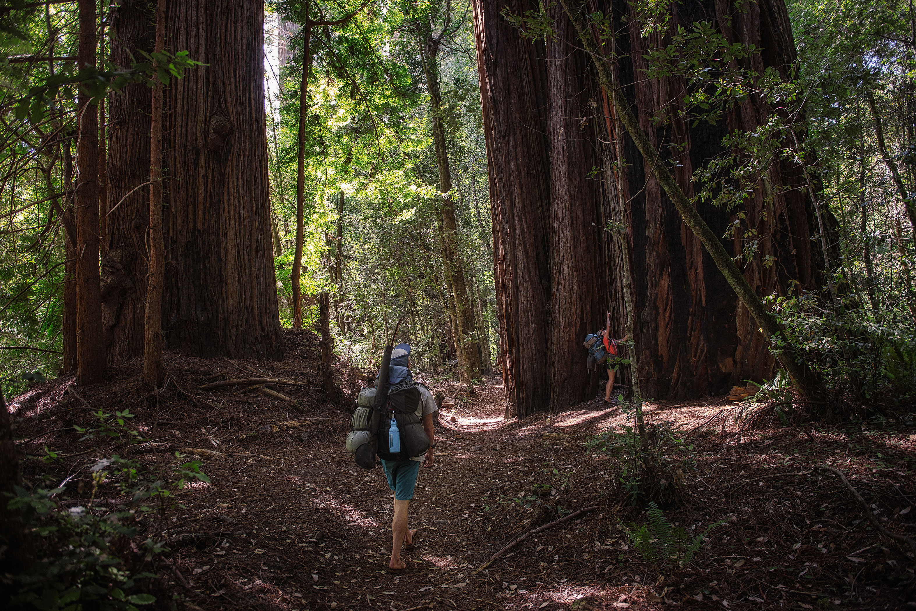 Tall Trees Grove, Redwood Creek, Emerald Ridge Loop