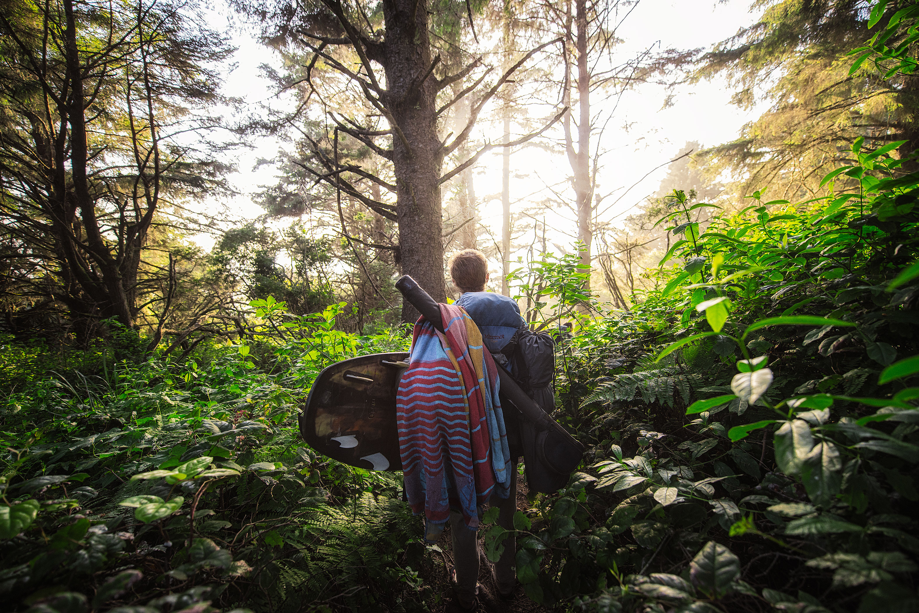 Tall Trees Grove, Redwood Creek, Emerald Ridge Loop