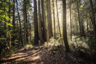Tall Trees Grove, Redwood Creek, Emerald Ridge Loop