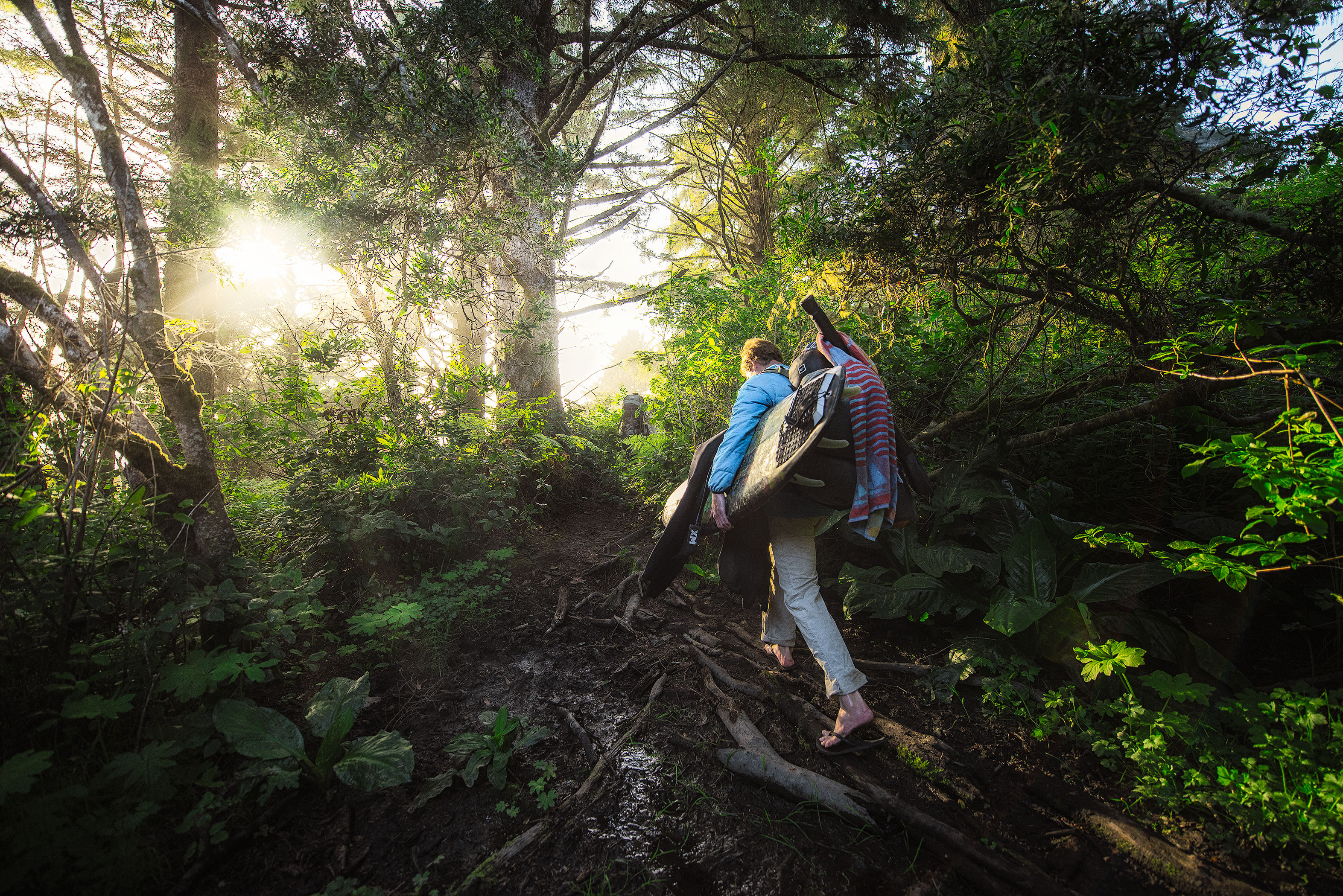 Tall Trees Grove, Redwood Creek, Emerald Ridge Loop