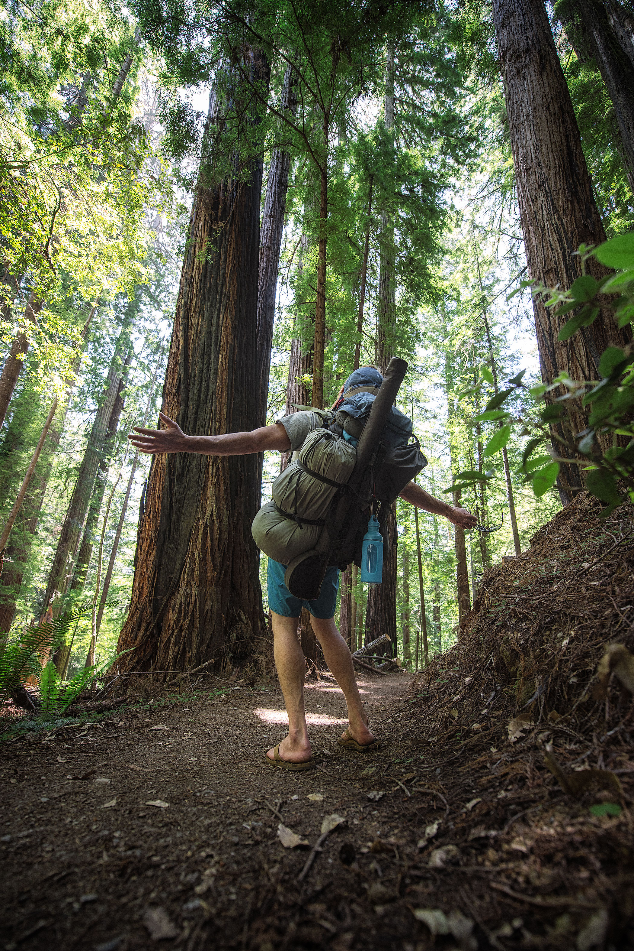 Tall Trees Grove, Redwood Creek, Emerald Ridge Loop