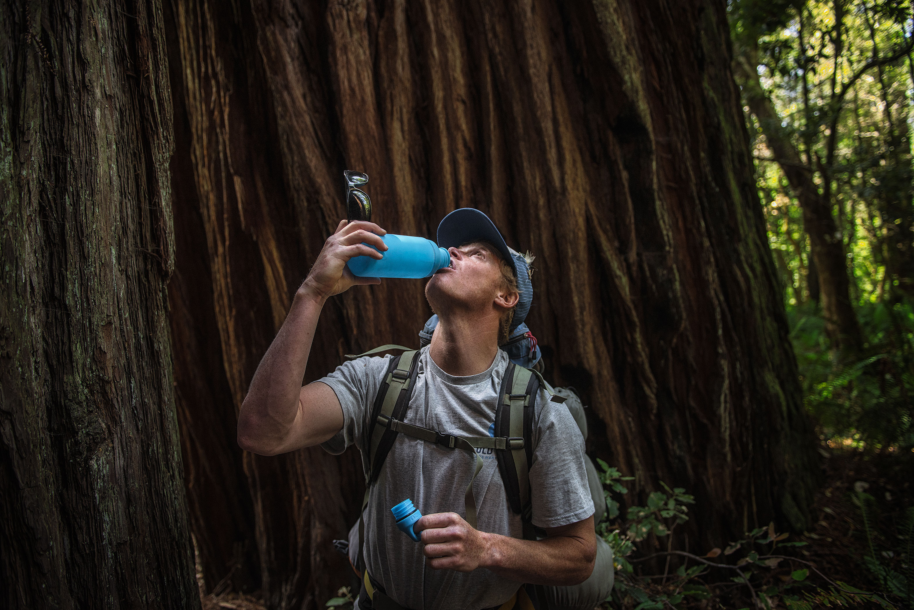 Tall Trees Grove, Redwood Creek, Emerald Ridge Loop
