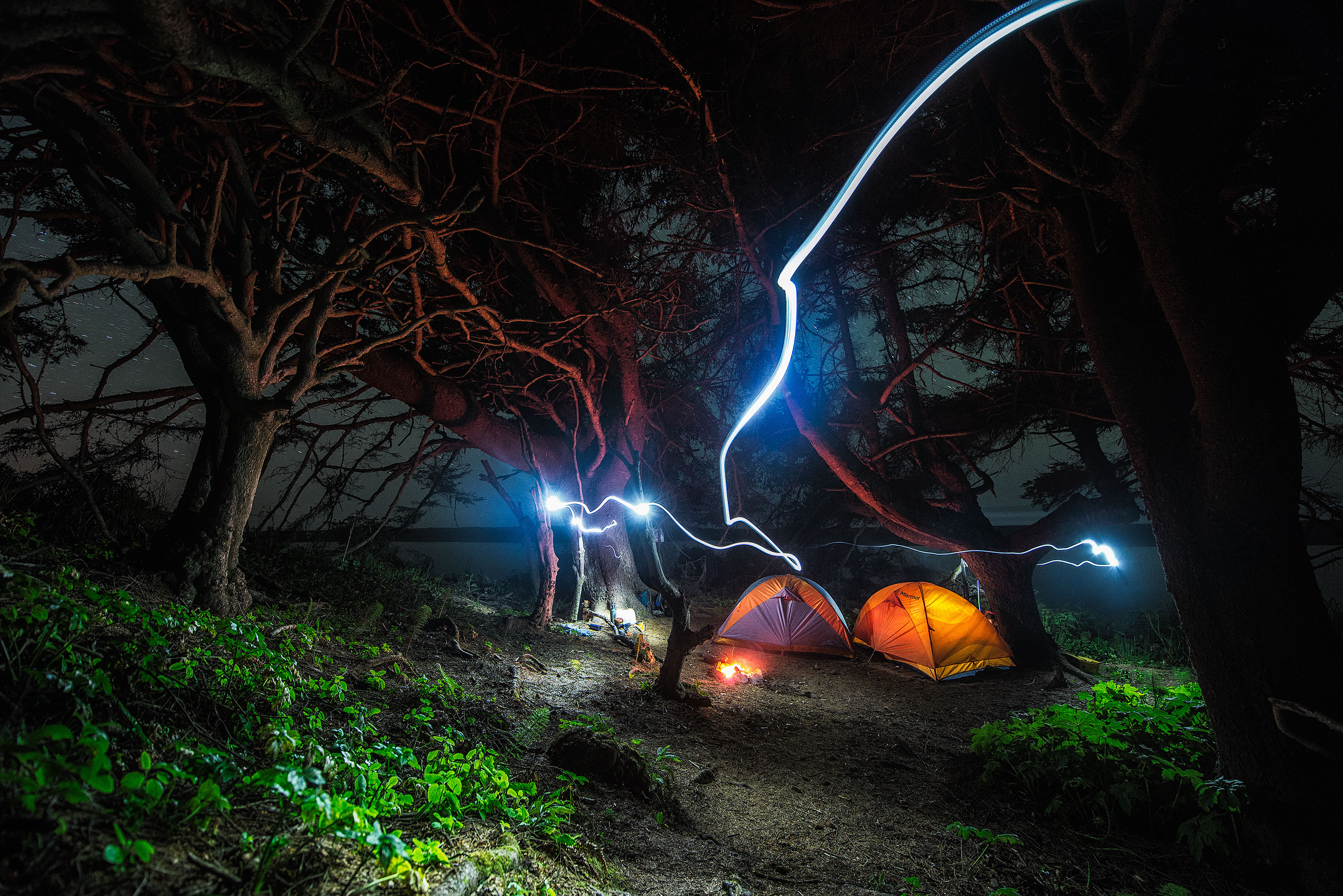 Tall Trees Grove, Redwood Creek, Emerald Ridge Loop