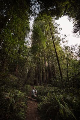 Tall Trees Grove, Redwood Creek, Emerald Ridge Loop