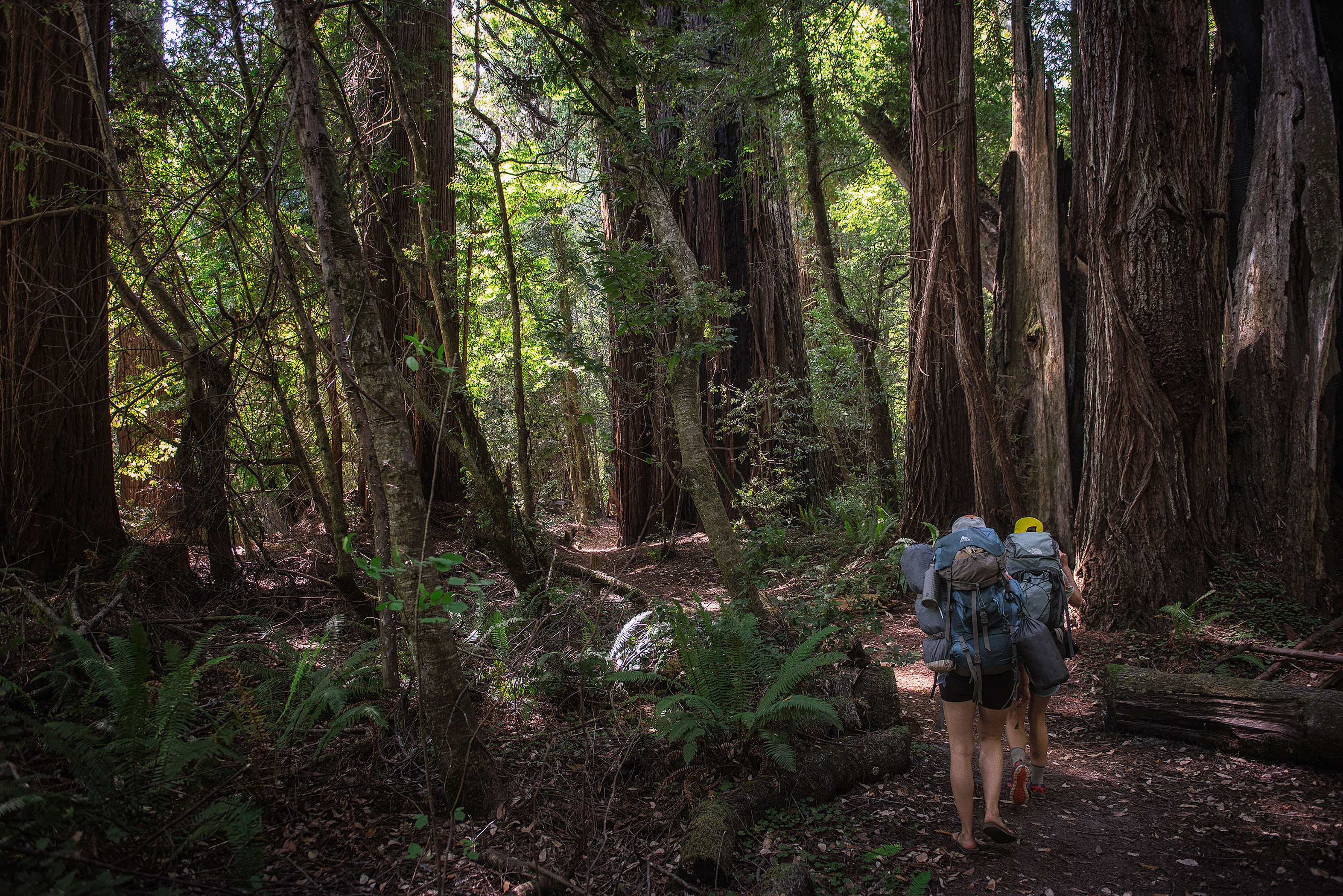 Tall Trees Grove, Redwood Creek, Emerald Ridge Loop