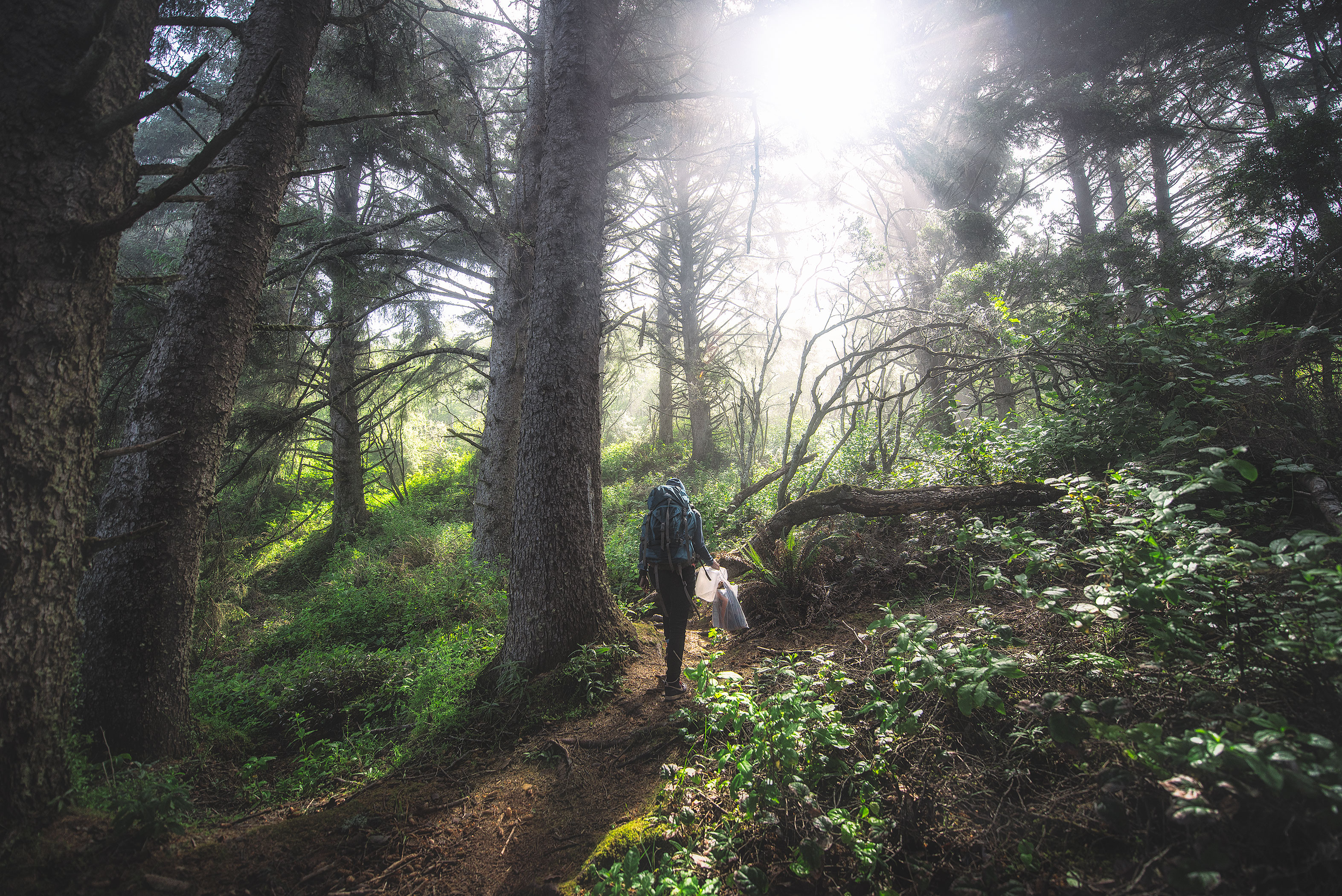 Tall Trees Grove, Redwood Creek, Emerald Ridge Loop