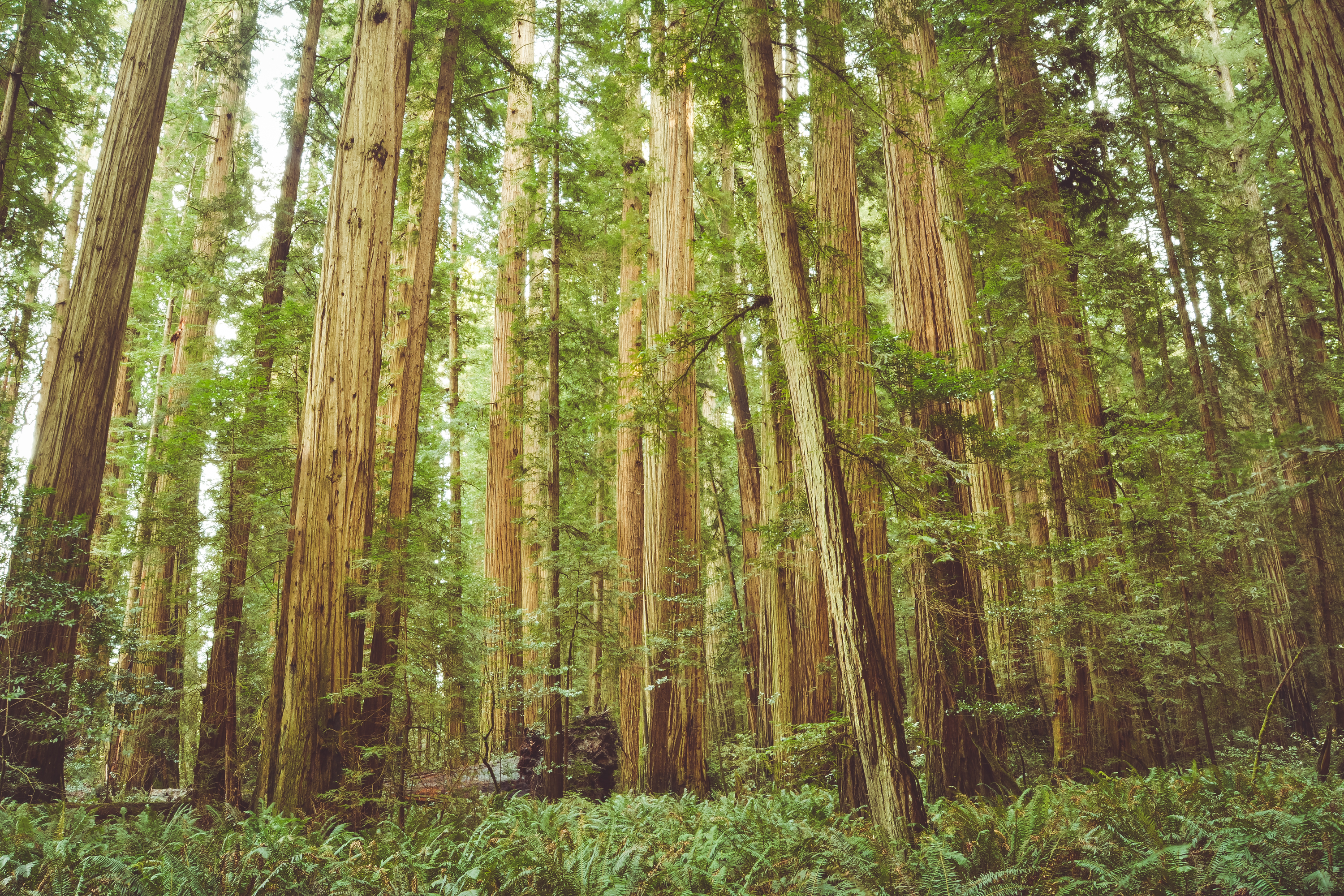 Stout Grove via the Howland Hill Road