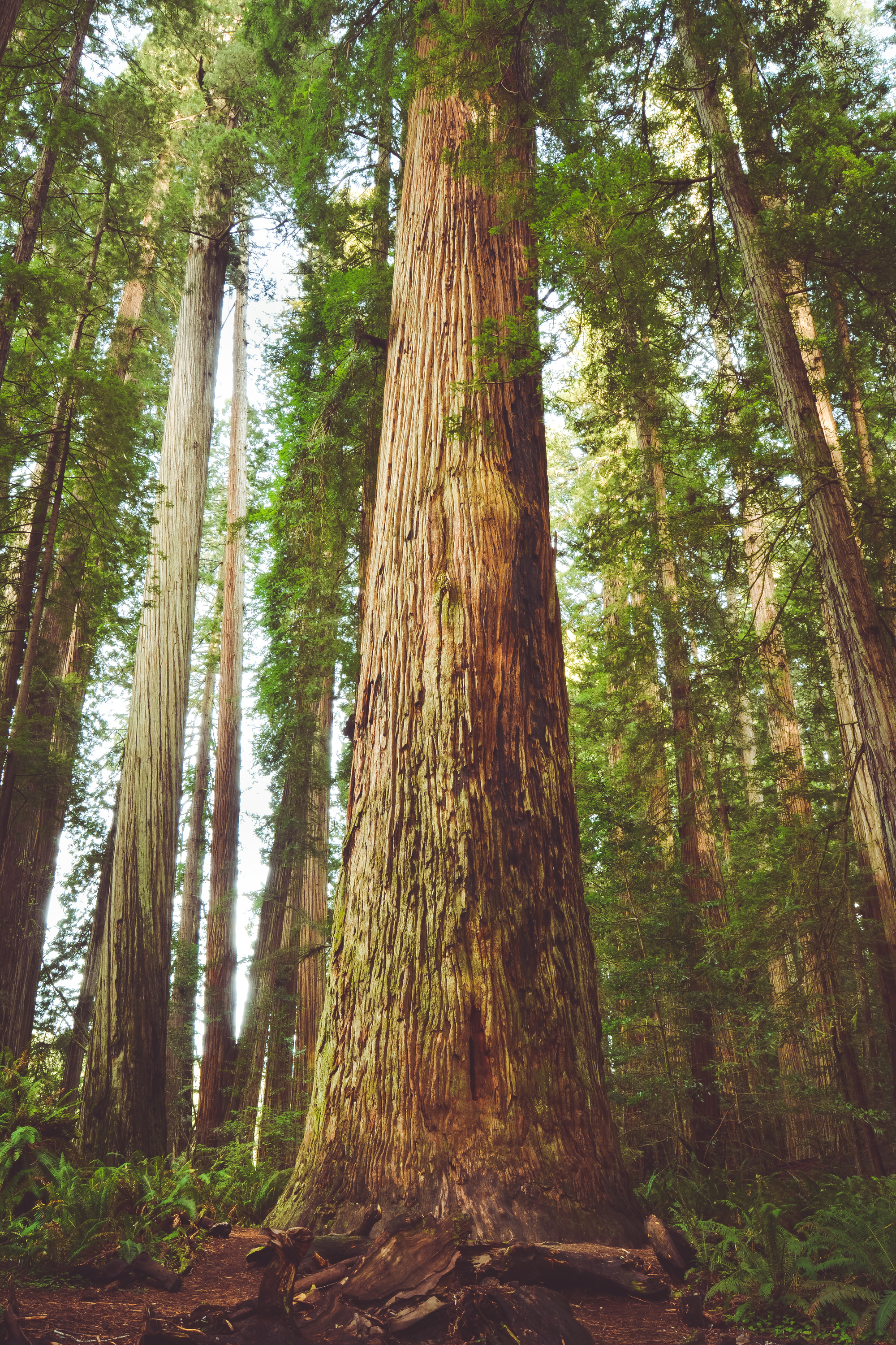 Stout Grove via the Howland Hill Road