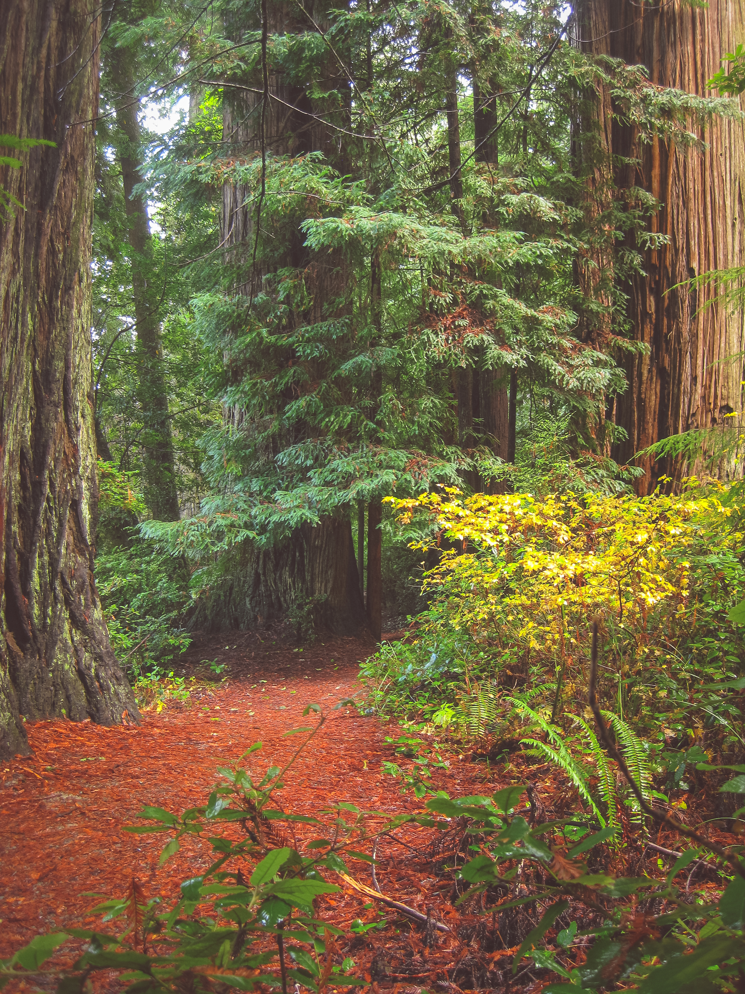 Stout Grove via the Howland Hill Road