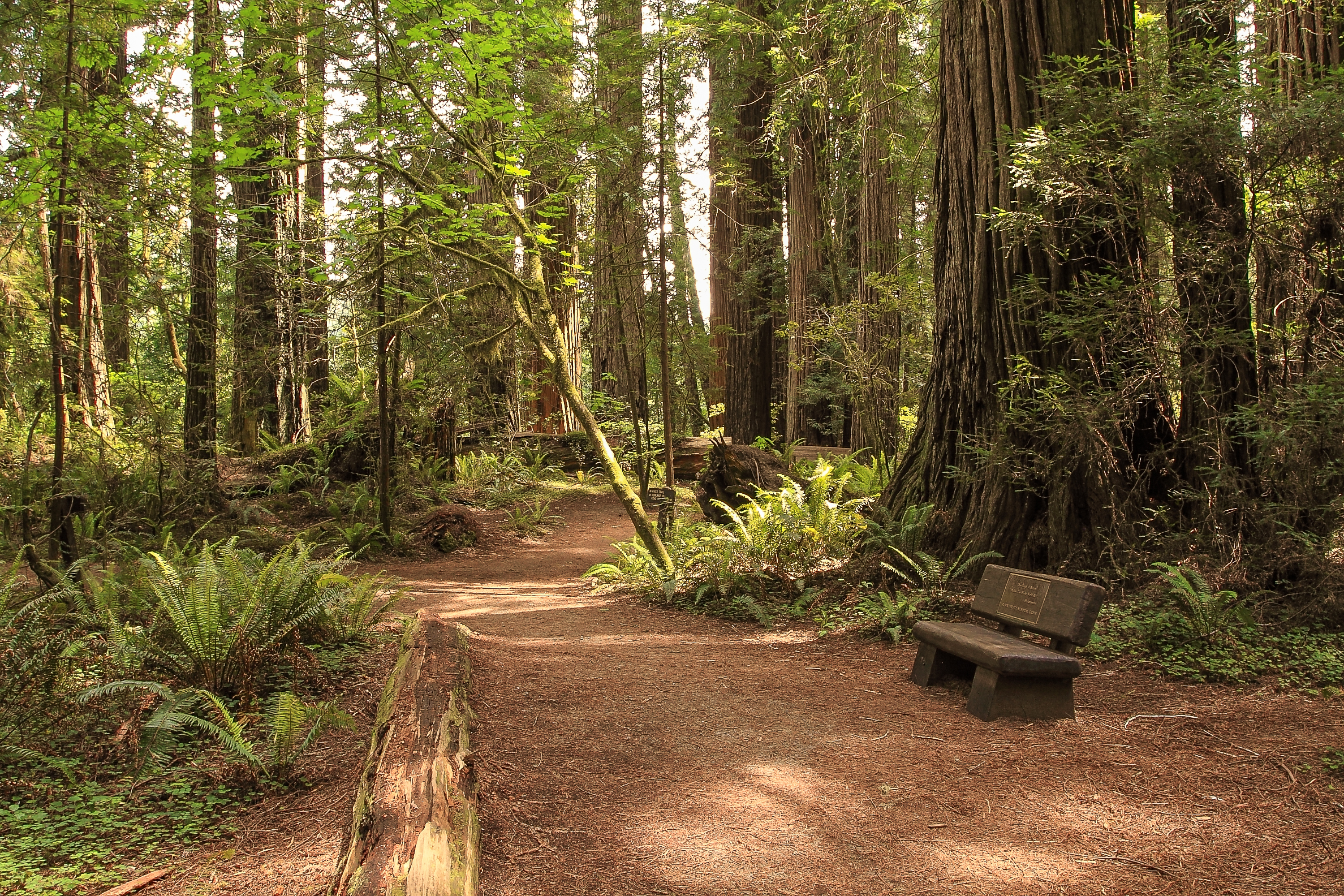 Stout Grove via the Howland Hill Road