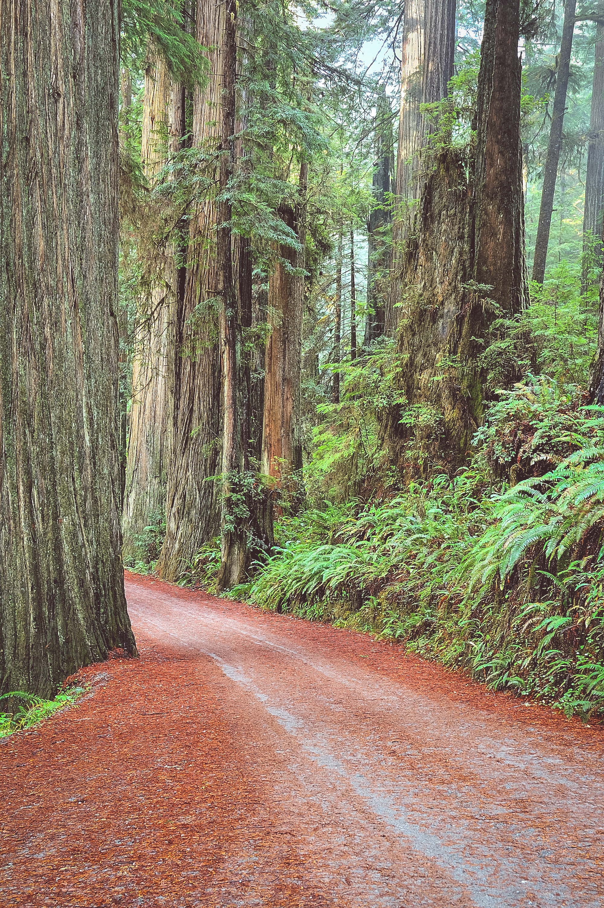 Stout Grove via the Howland Hill Road