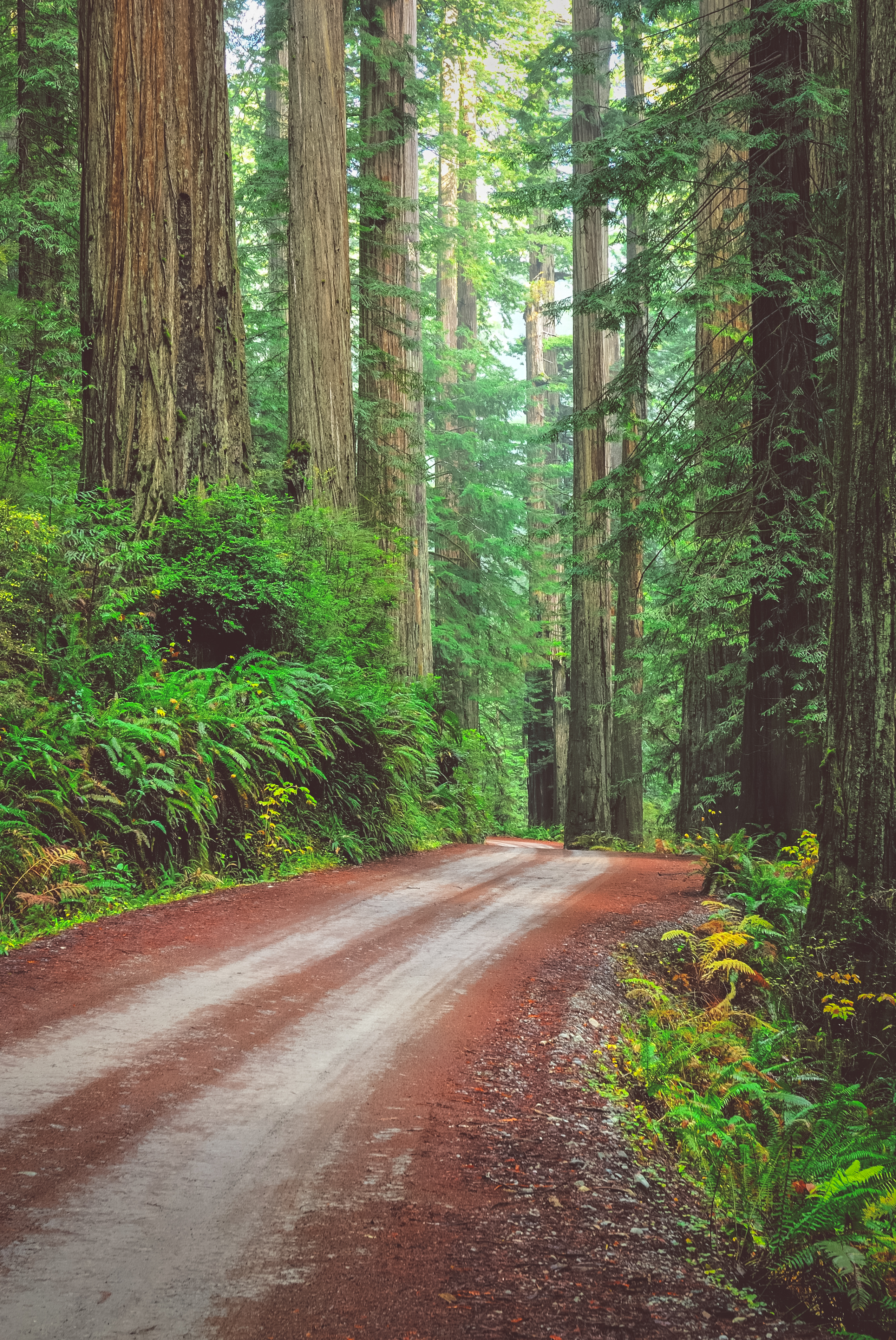 Explore Stout Grove via the Howland Hill Road, Crescent City, California
