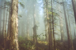 Damnation Creek Trail