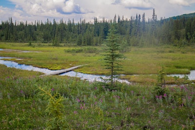 Hike the McKinley Bar Trail, McKinley Bar Trailhead