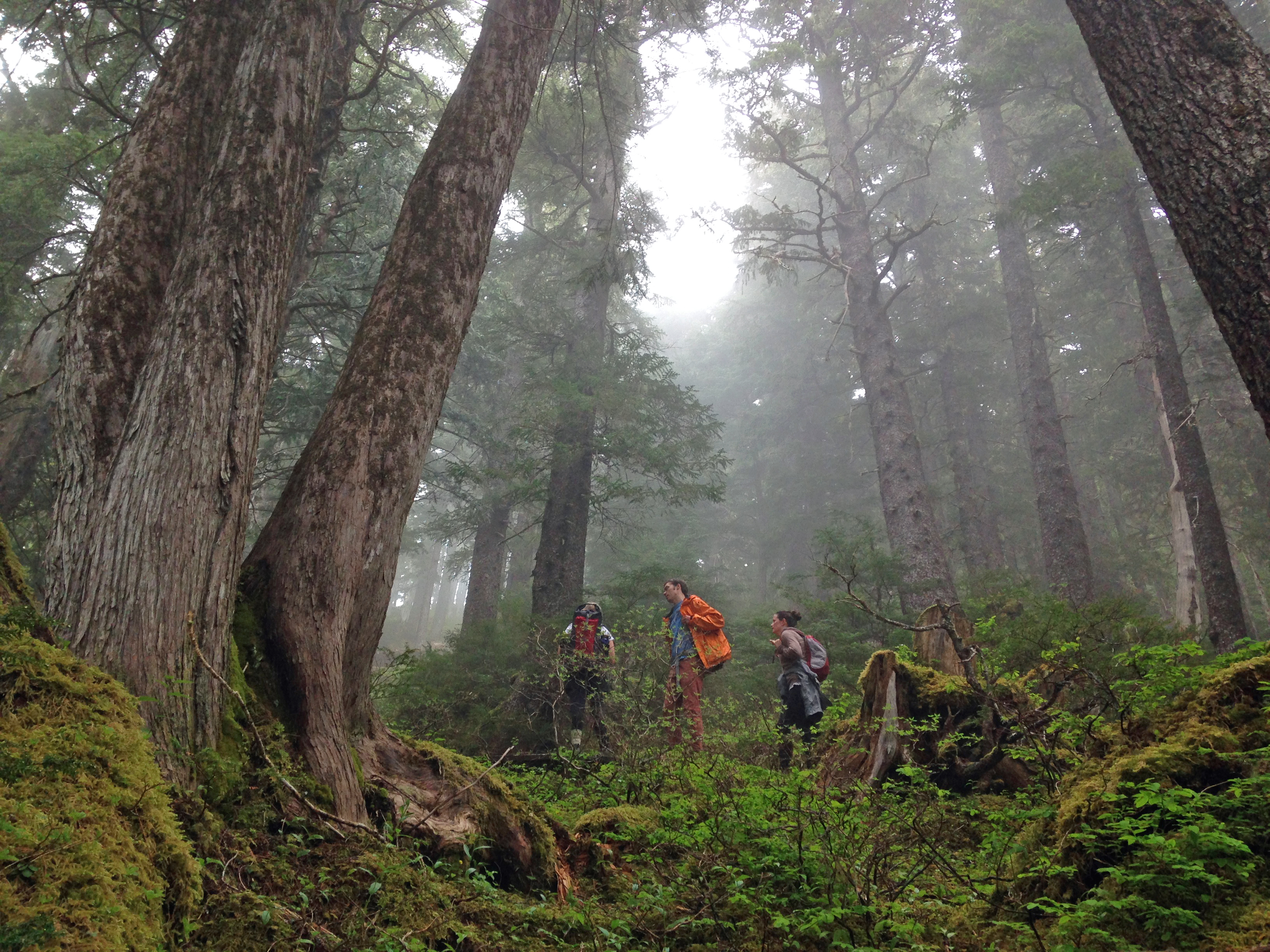 Hike Harbor Mountain via the Gavin Hill Trail