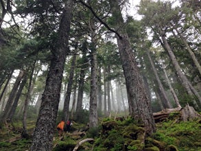 Hike Harbor Mountain via the Gavin Hill Trail