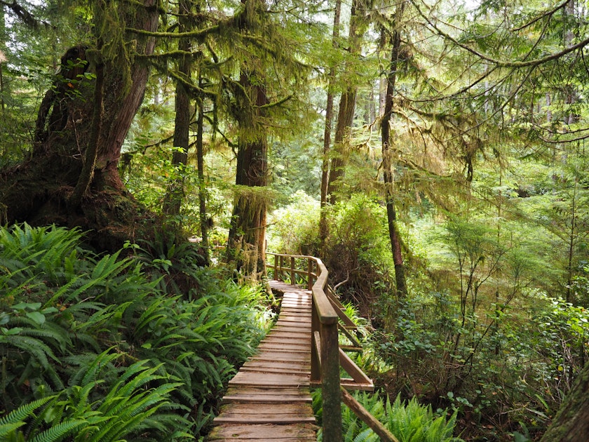 Hike the Rainforest Trails in Clayoquot Sound, Rainforest Trails