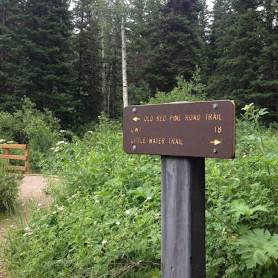 Hike Old Red Pine Road Trail