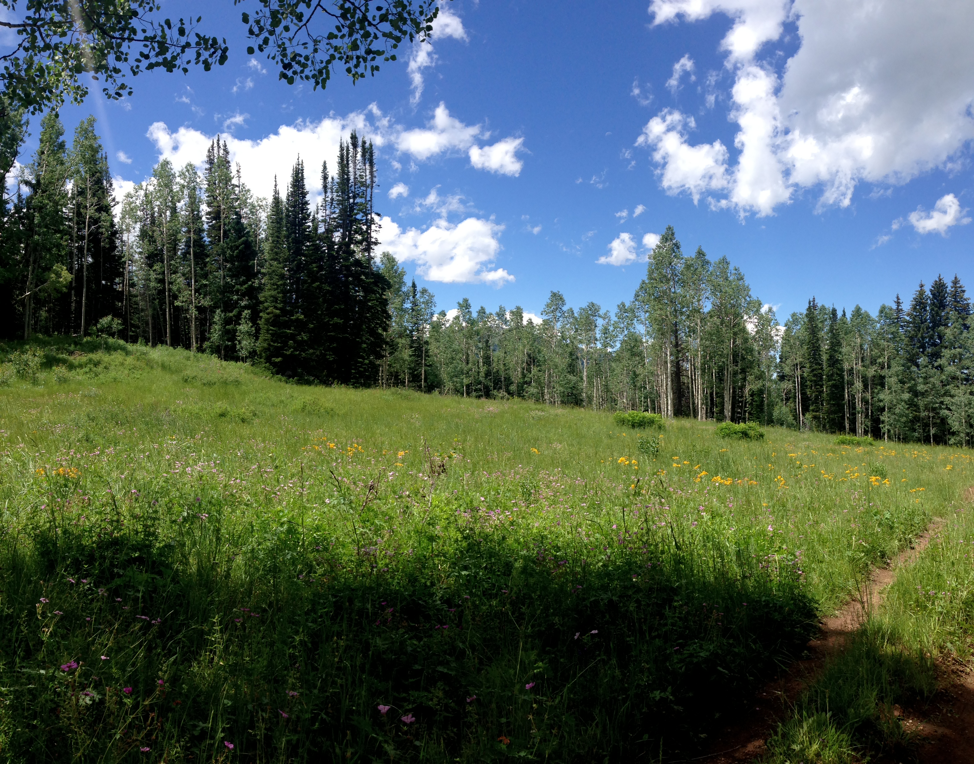 Hike Old Red Pine Road Trail