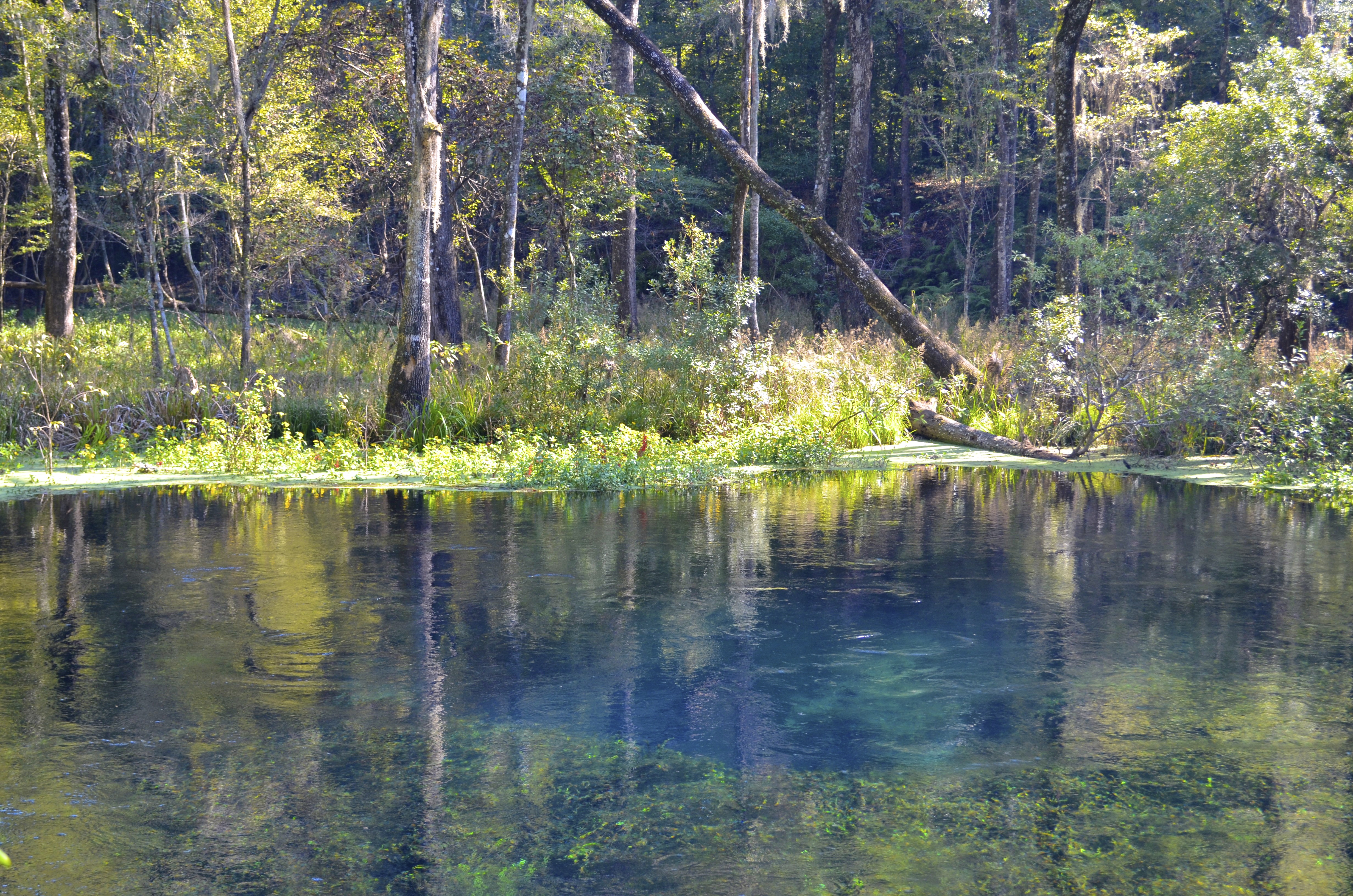 Snorkel at Ichetucknee Blue Hole