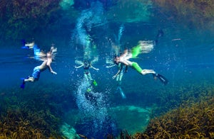 Snorkel at Ichetucknee Blue Hole