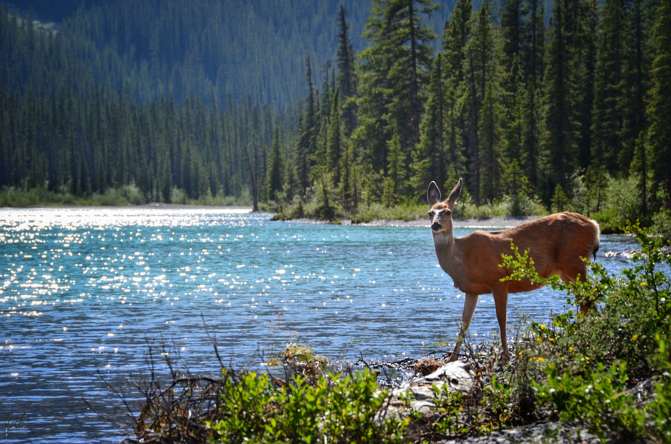 Camp at Maligne Lake