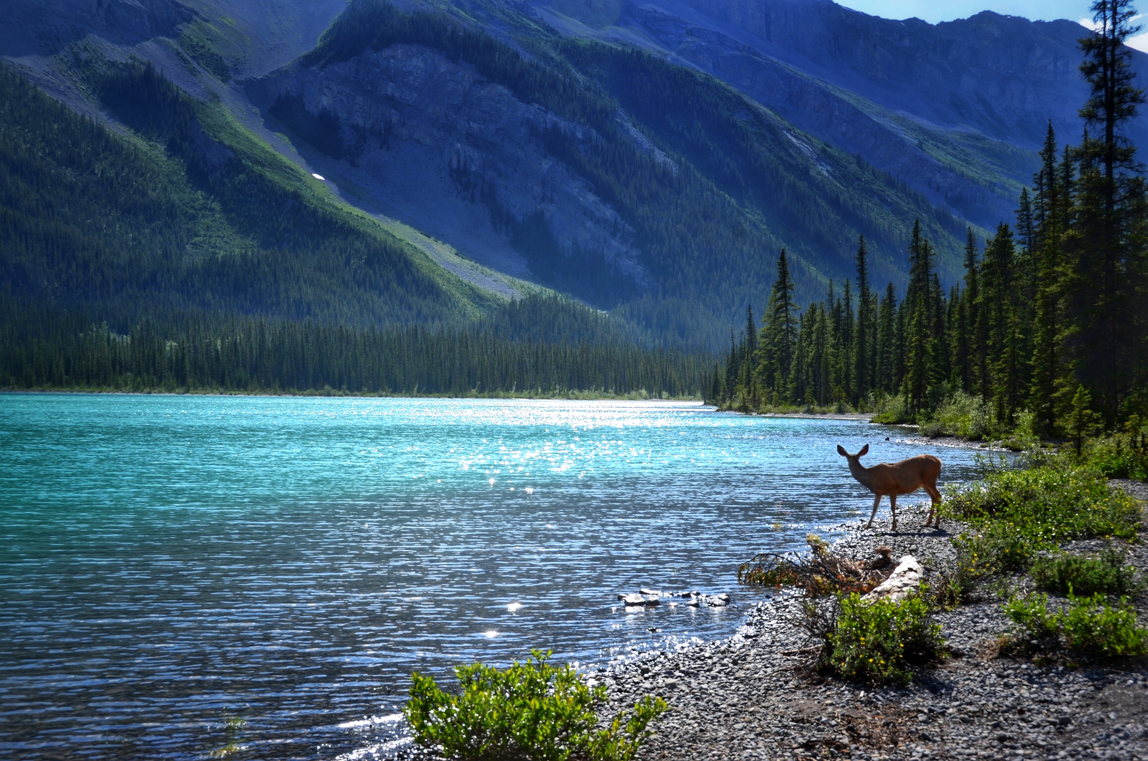 Camp at Maligne Lake
