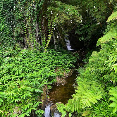 'Akaka Falls