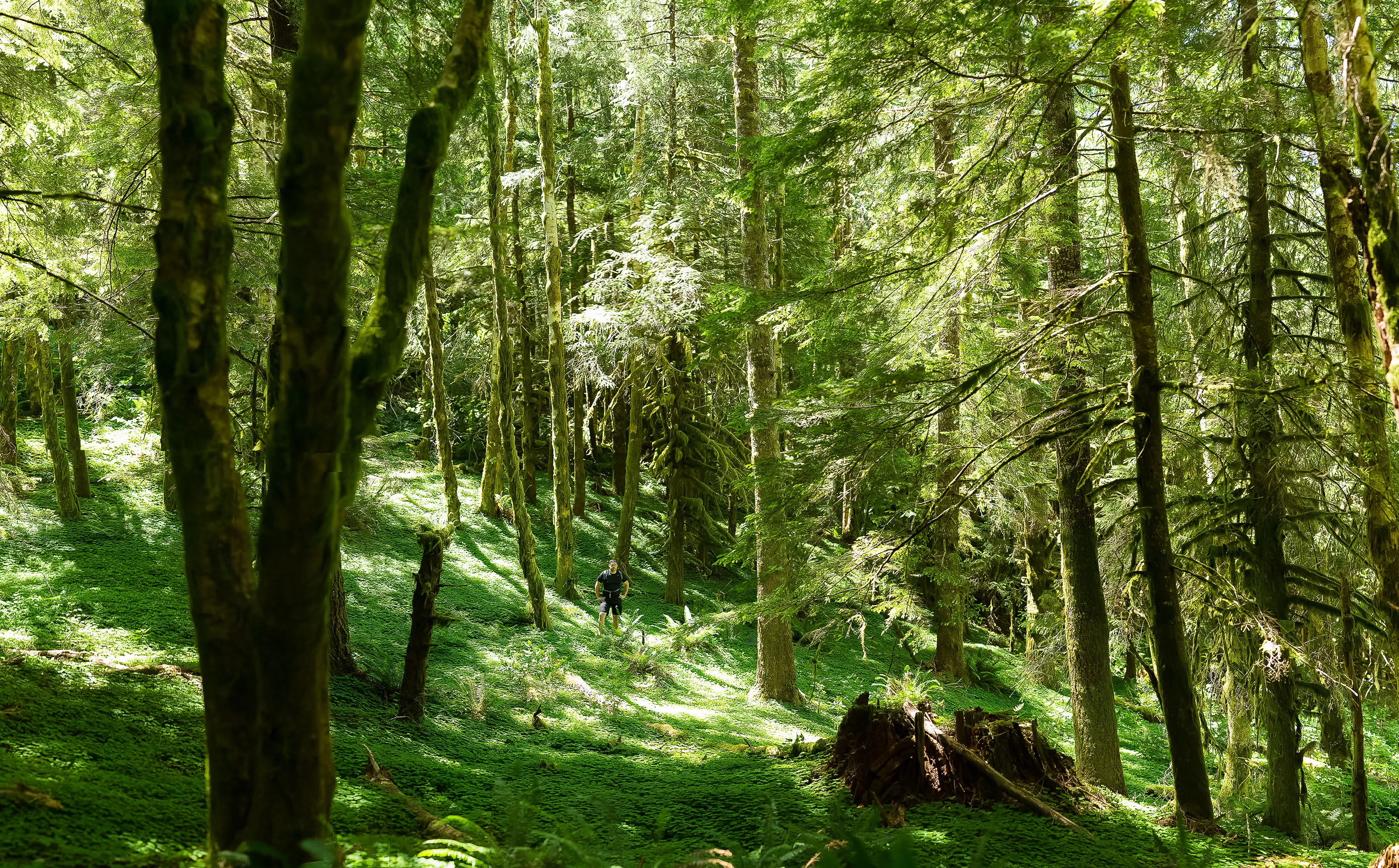 Saddle Mountain Trail