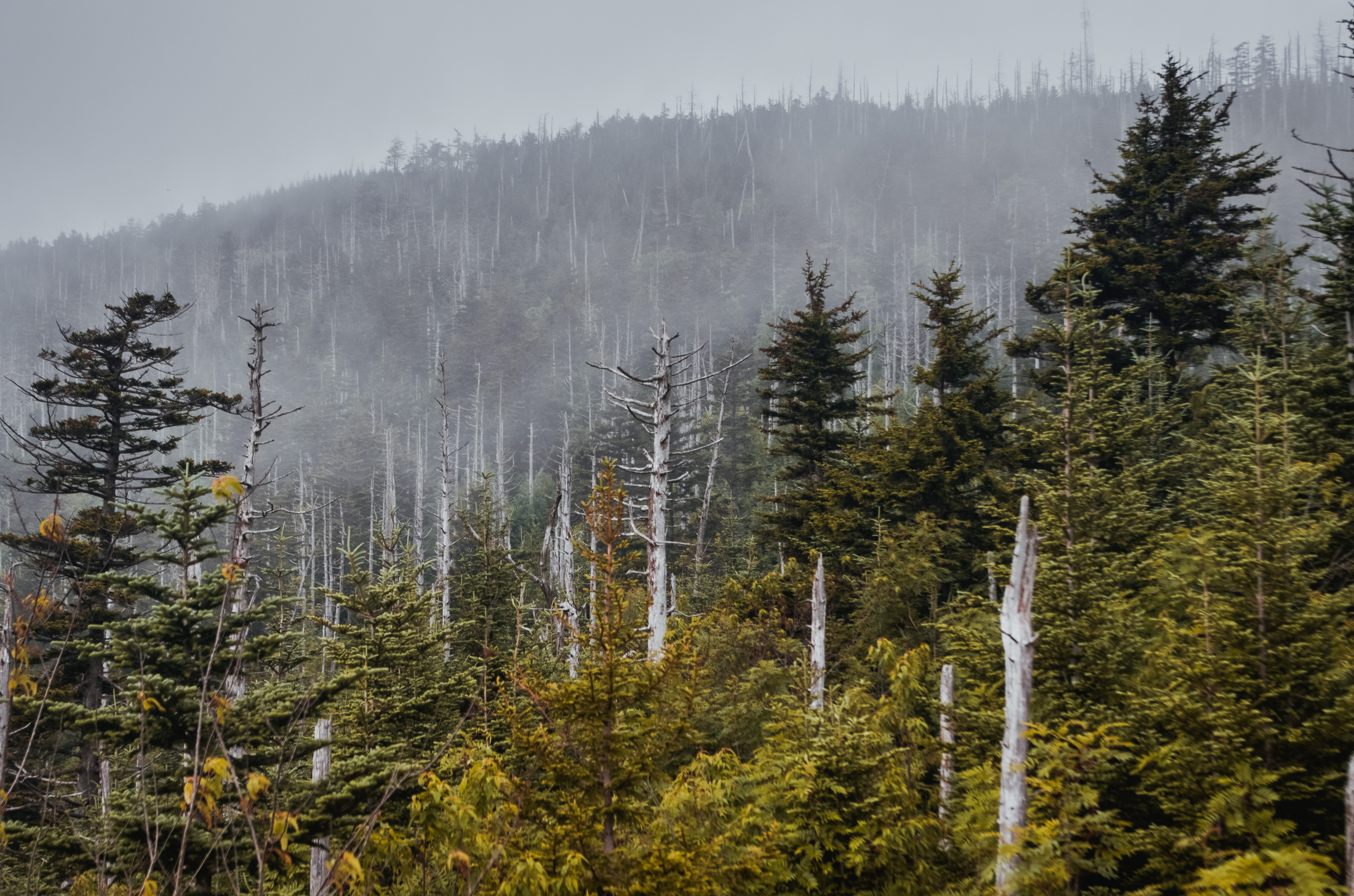 Clingmans Dome