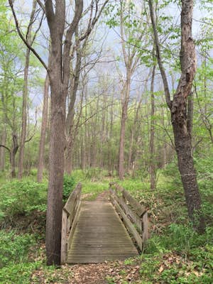 Hike the Scout Trail at Oak Openings Preserve