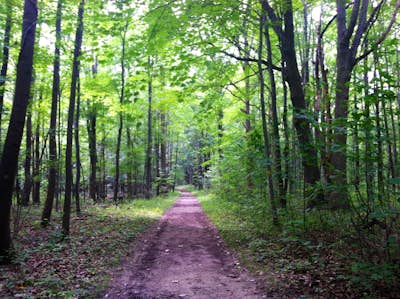 Hike the Scout Trail at Oak Openings Preserve
