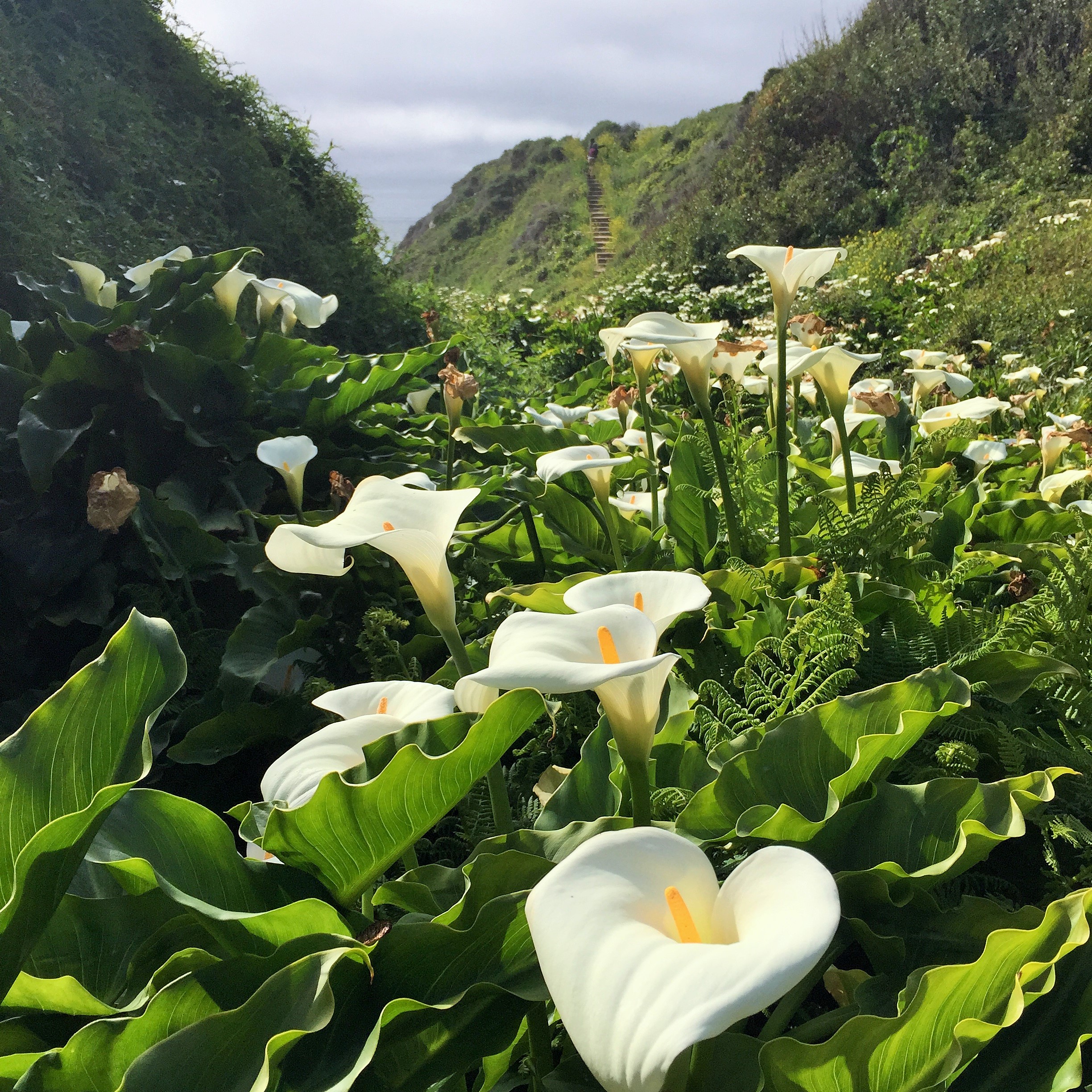 Calla Lily Valley