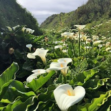 Calla Lily Valley