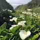 Explore Big Sur's Calla Lily Valley