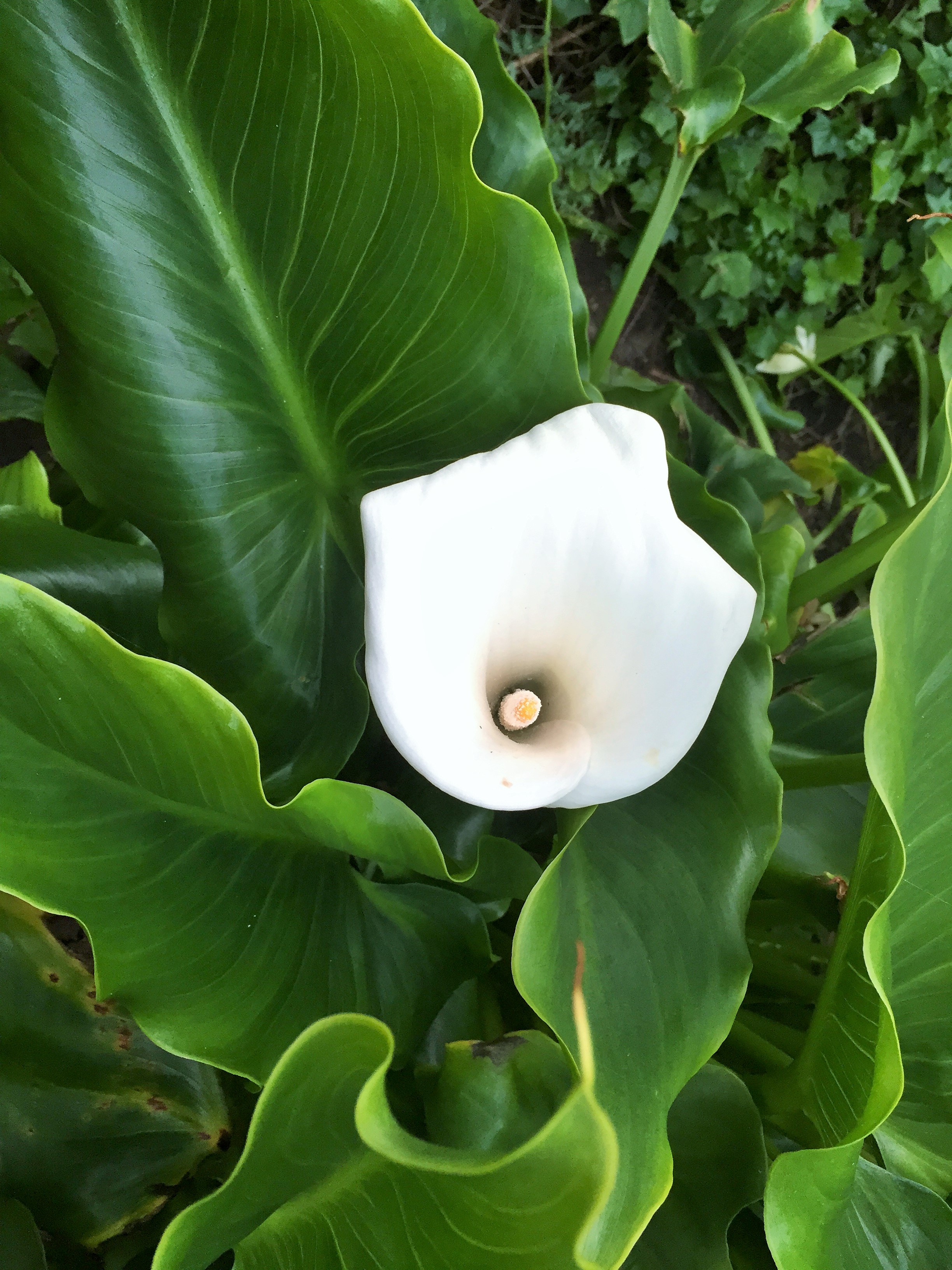 Calla Lily Valley