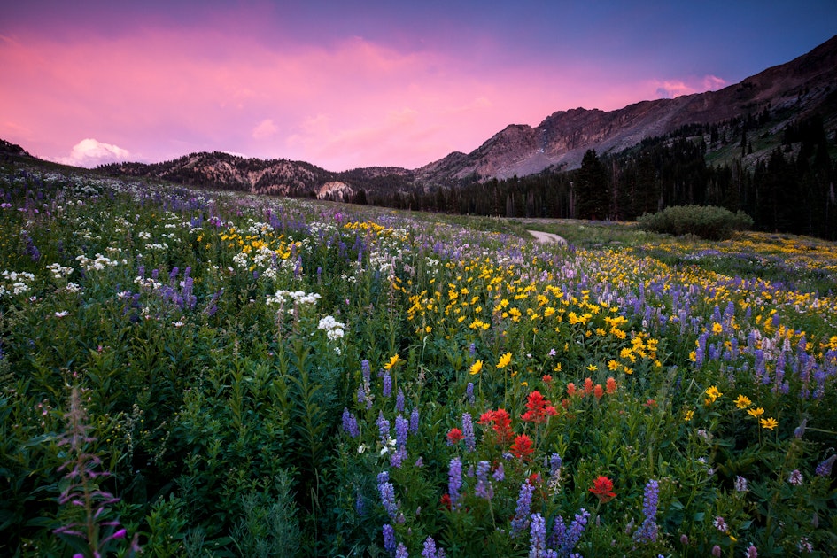 Wildflower Hike In Albion Basin , Alta, Utah