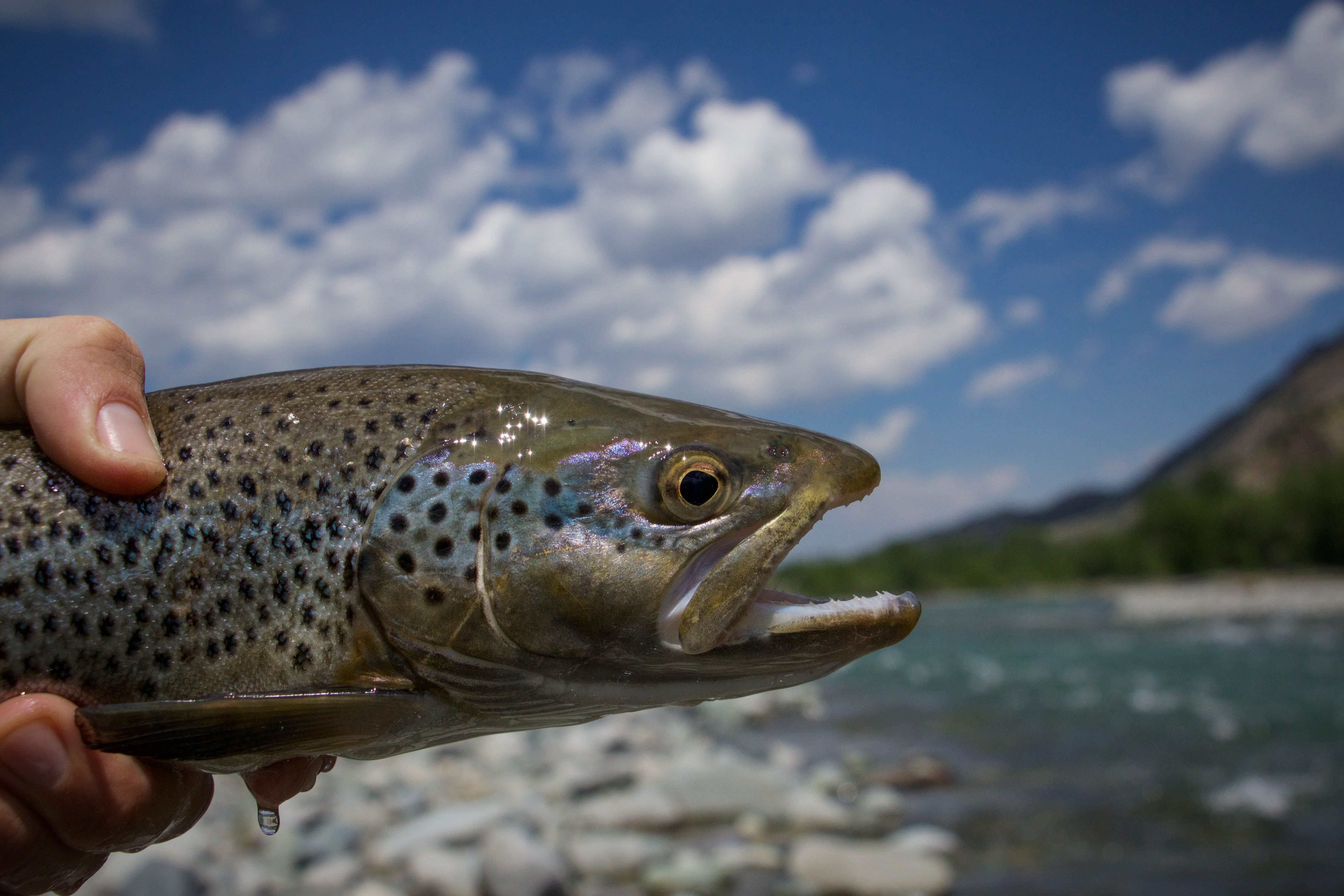 Fish the South Fork of the Shoshone River