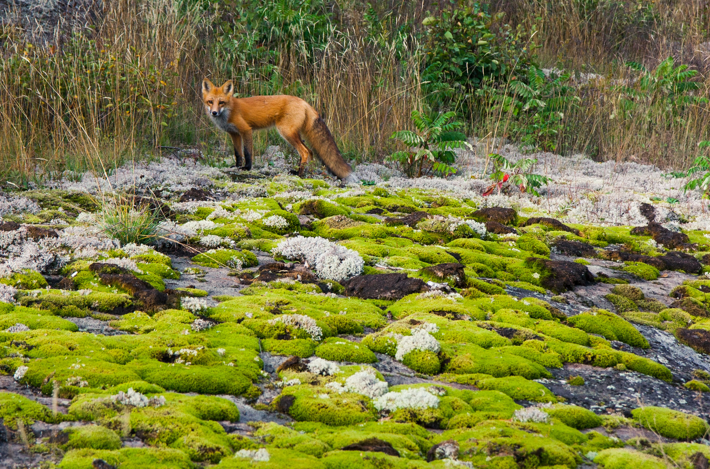 The best Camping in and near Thunder Bay, Ontario