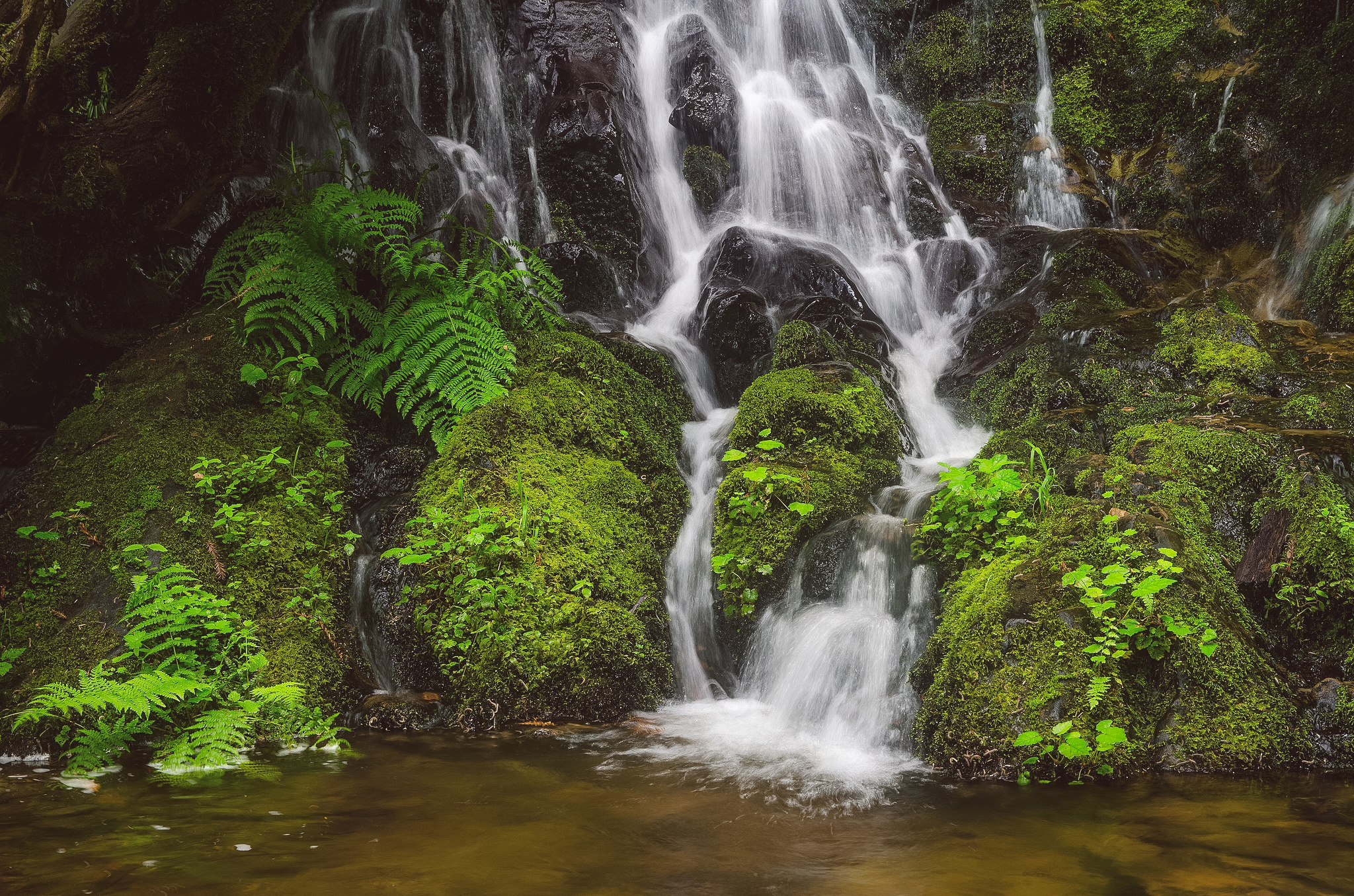 Fern Falls via the Boy Scout Tree Trail