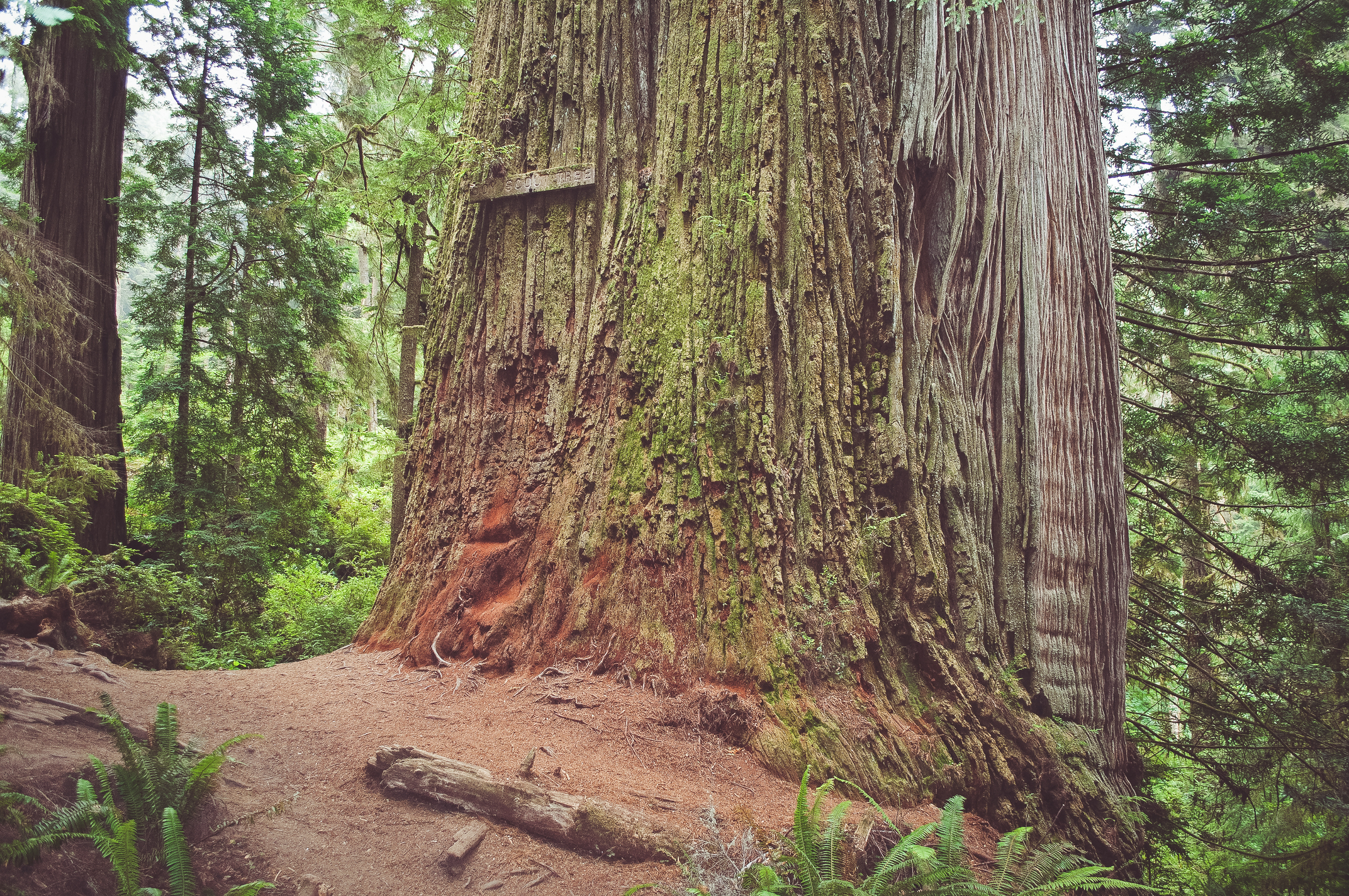Fern Falls via the Boy Scout Tree Trail