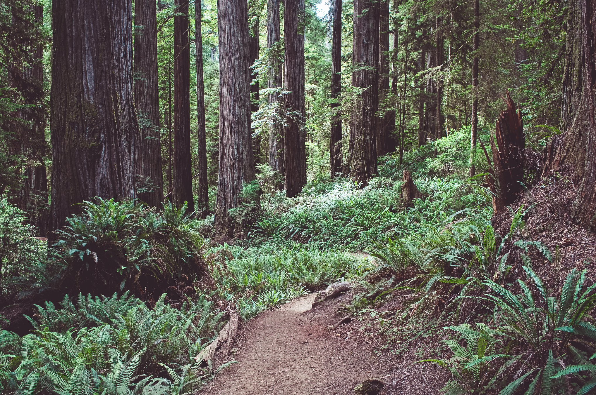 Fern Falls via the Boy Scout Tree Trail