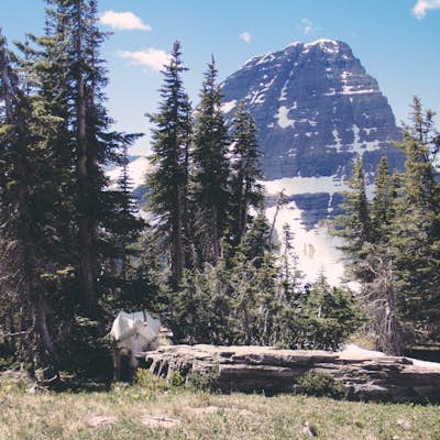 Day Hike To Hidden Lake in Glacier National Park