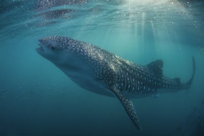 Snorkelling with Whale Sharks in La Paz, Baja California Sur, Mexico