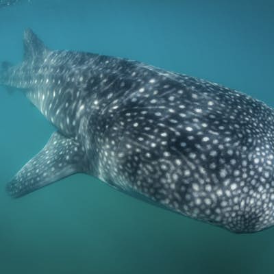 Snorkelling with Whale Sharks in La Paz, Baja California Sur, Mexico