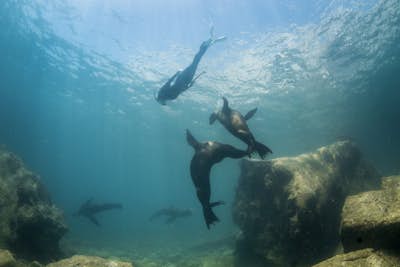 Snorkelling with Sea Lions in Los Islotes, Baja California Sur, Mexico