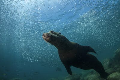 Snorkelling with Sea Lions in Los Islotes, Baja California Sur, Mexico